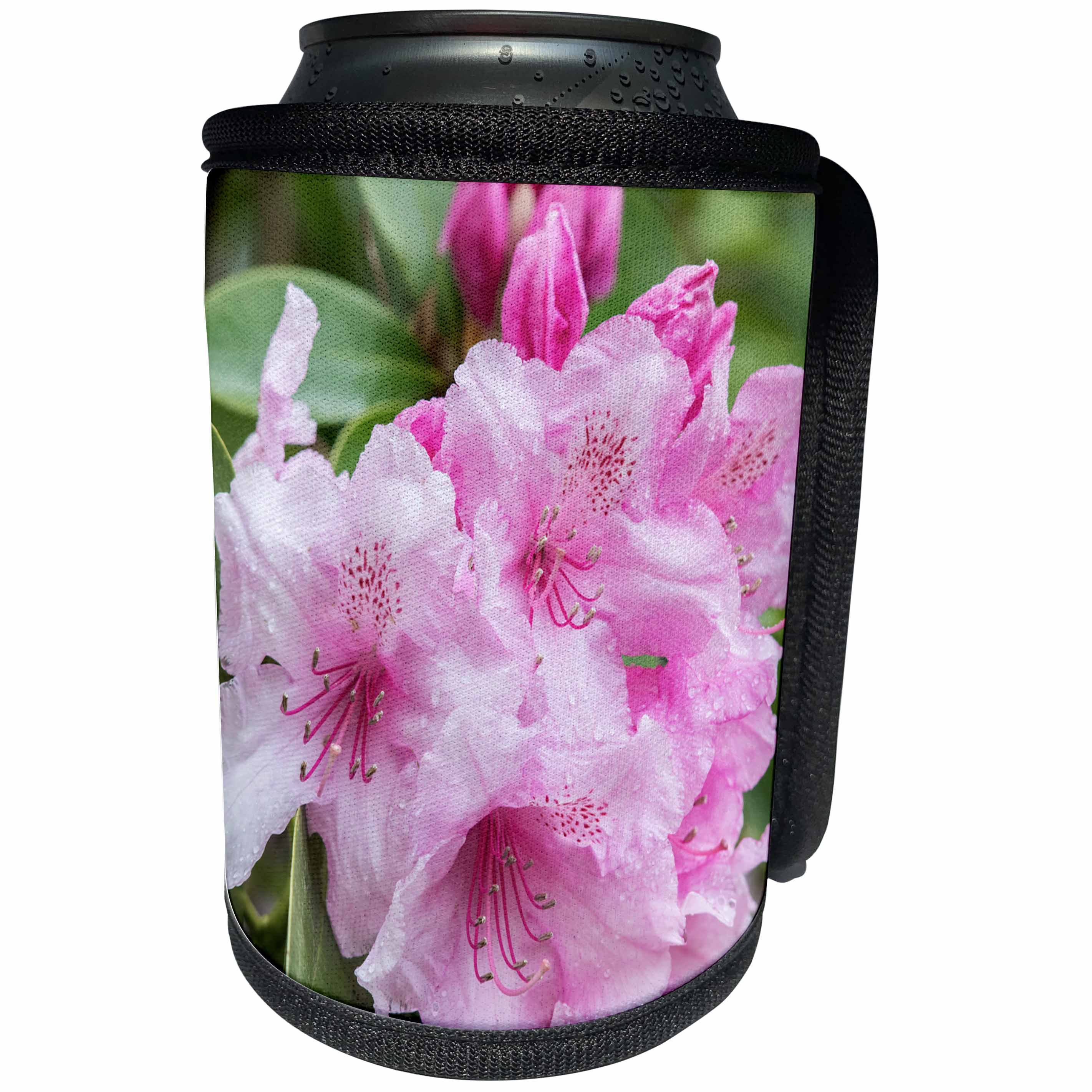 3dRose Danita Delimont - Washington - Washington State, Bellevue, Rhododendron - Can Cooler Bottle Wrap (cc_251562)