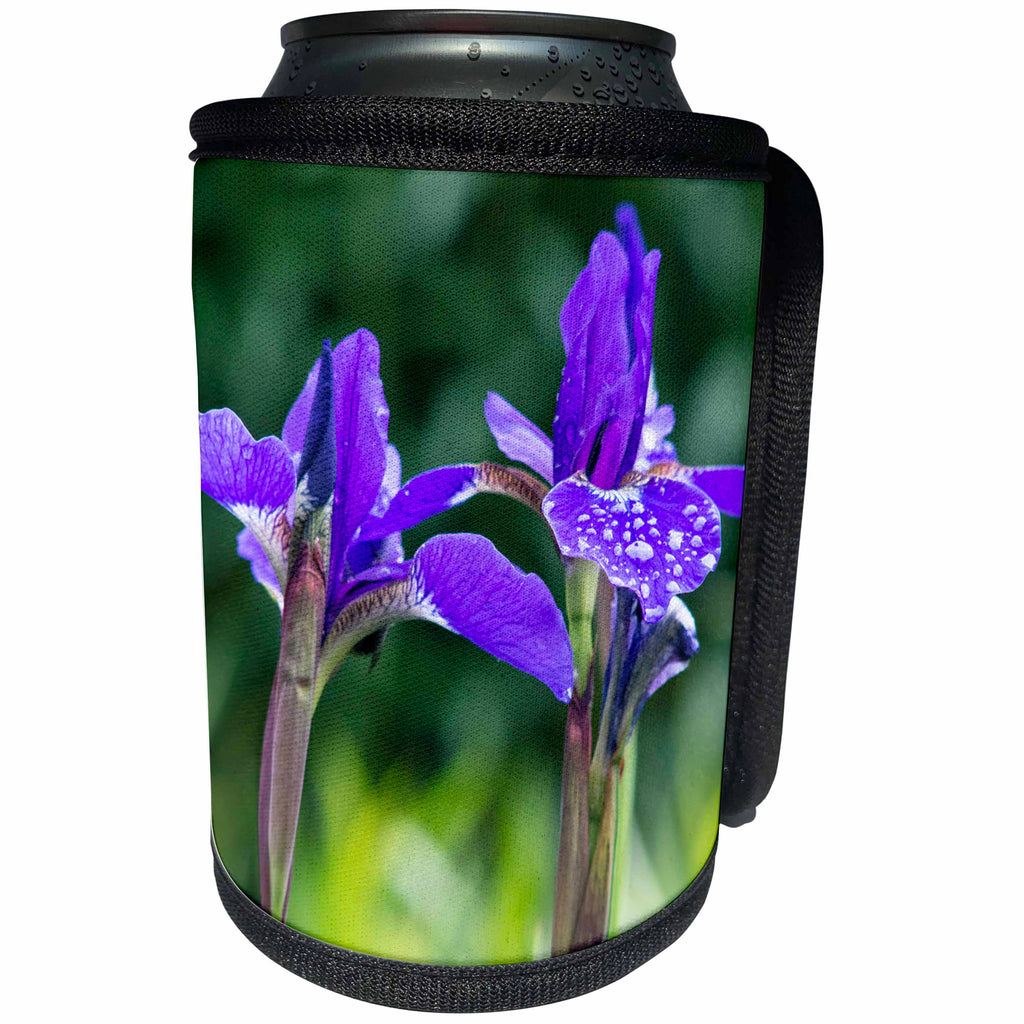 3dRose Danita Delimont - Washington - Washington State, Bellevue, Garden, Iris - Can Cooler Bottle Wrap (cc_251563)