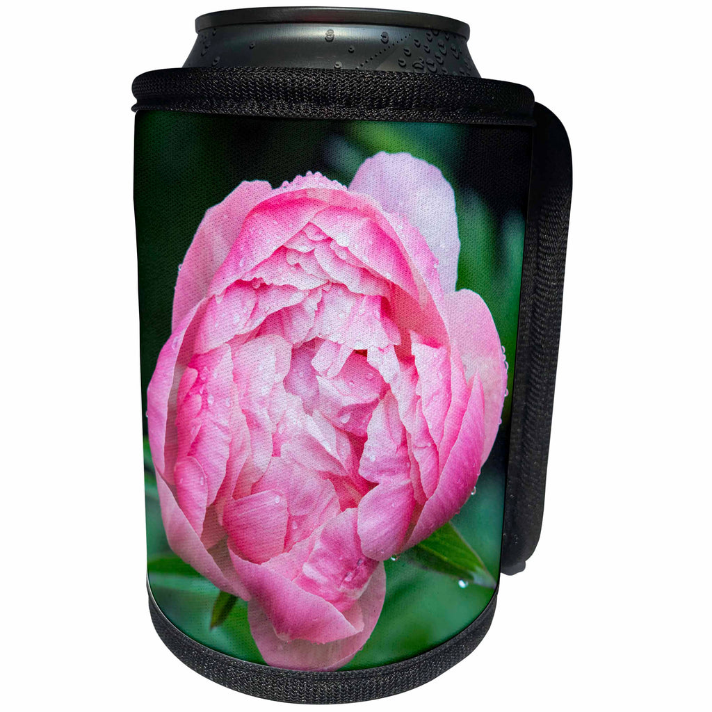 3dRose Danita Delimont - Washington - Washington State, Bellevue, Garden, Peony - Can Cooler Bottle Wrap (cc_251564)