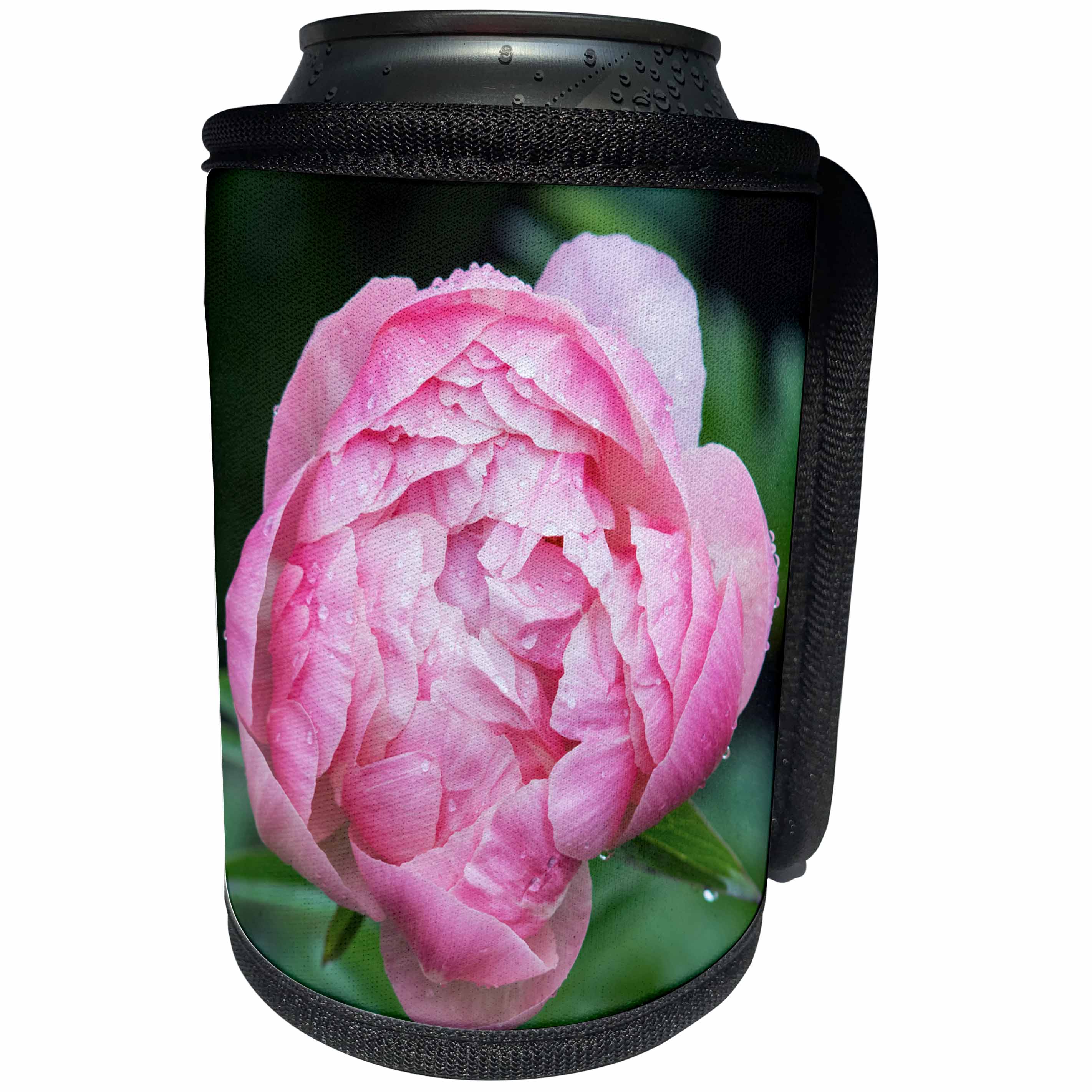 3dRose Danita Delimont - Washington - Washington State, Bellevue, Garden, Peony - Can Cooler Bottle Wrap (cc_251564)