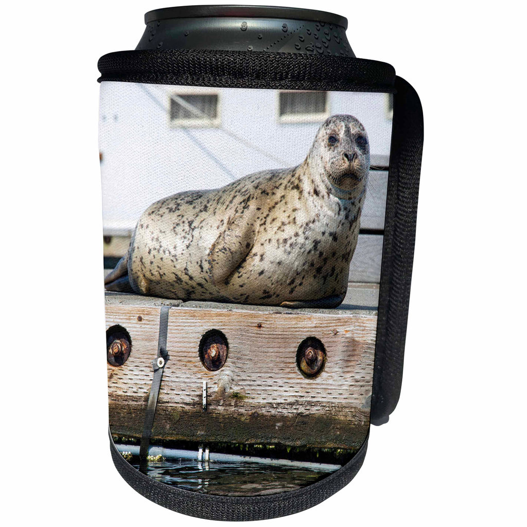 3dRose Danita Delimont - Washington - Washington State, Poulsbo. Harbor seal on dock. - Can Cooler Bottle Wrap (cc_251570)