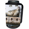 3dRose Danita Delimont - Washington - Washington State, Poulsbo. Harbor seal on dock. - Can Cooler Bottle Wrap (cc_251570)