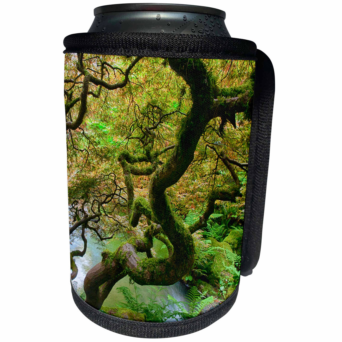 3dRose Danita Delimont - Seattle - Washington State, Seattle, Spring, Japanese Maple In Garden - Can Cooler Bottle Wrap (cc_251584)