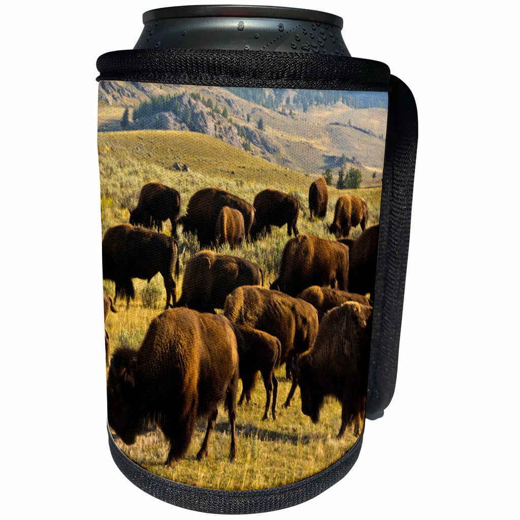 3dRose Danita Delimont - Bison - Bison feeding, Lamar Valley, Yellowstone National Park, Wyoming, USA - Can Cooler Bottle Wrap (cc_251595)
