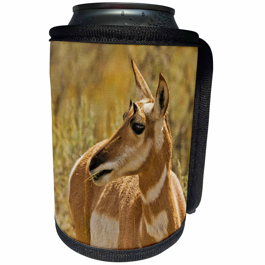 3dRose Danita Delimont - Pronghorn - Female Pronghorn, Lamar Valley, Yellowstone National Park, Wyoming - Can Cooler Bottle Wrap (cc_251596)