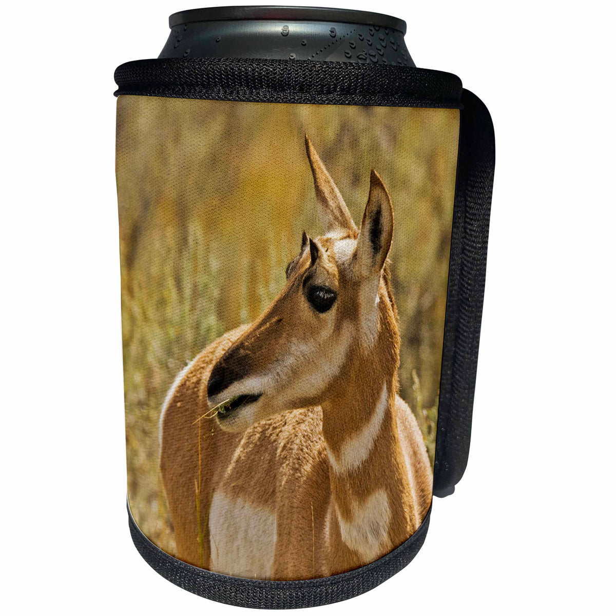 3dRose Danita Delimont - Pronghorn - Female Pronghorn, Lamar Valley, Yellowstone National Park, Wyoming - Can Cooler Bottle Wrap (cc_251596)
