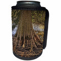 3dRose Boehm Photography Landscape - Large Cypress Tree and Roots - Can Cooler Bottle Wrap (cc_253224)