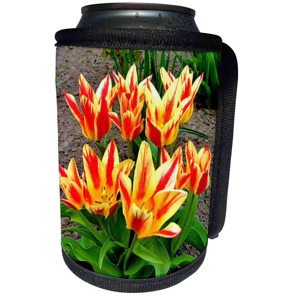 3dRose Costasonlineshop Photography Flowers - Orange Yellow Tulips - Can Cooler Bottle Wrap (cc_253617)