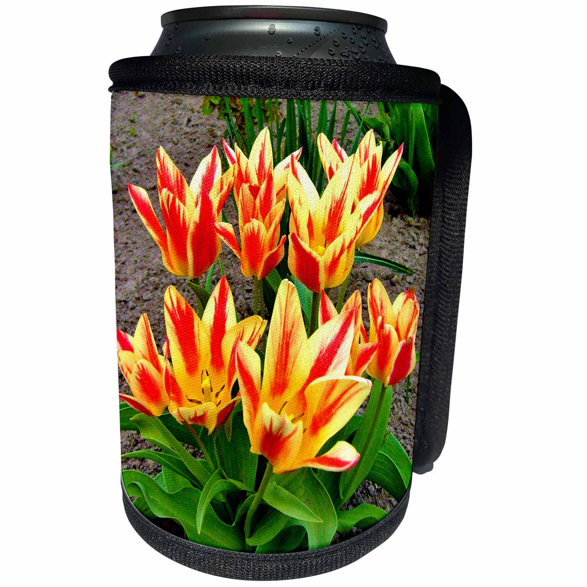 3dRose Costasonlineshop Photography Flowers - Orange Yellow Tulips - Can Cooler Bottle Wrap (cc_253617)