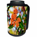 3dRose Jos Fauxtographee- Flowering Tree - A beautiful tree in spring that is budding out in orange blossoms - Can Cooler Bottle Wrap (cc_253645)