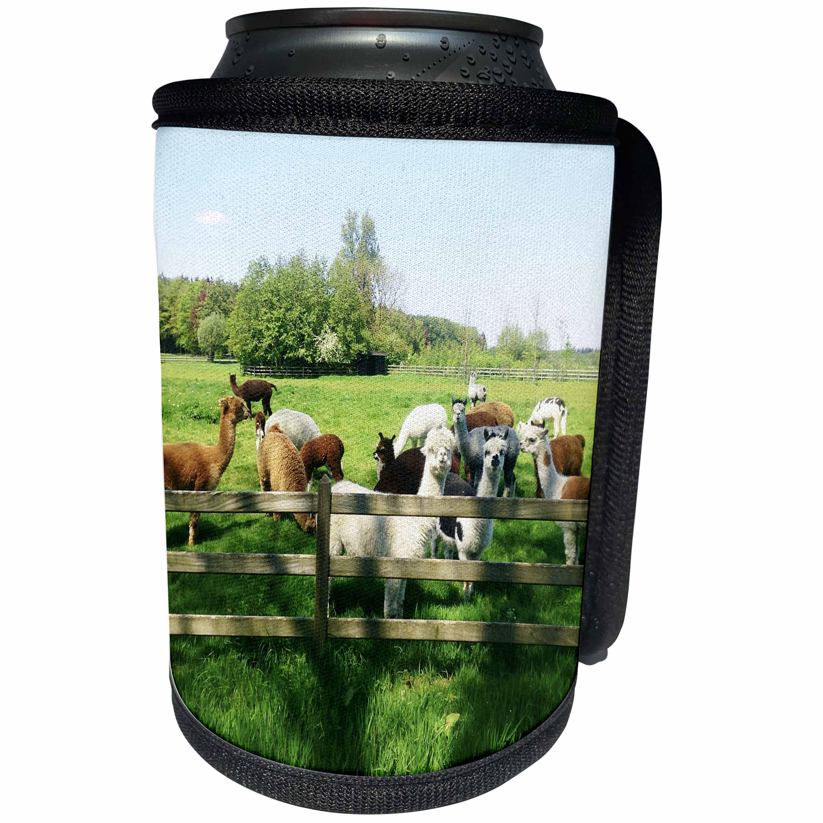 3dRose RinaPiro - Domestic Animals - Alpaca. Lama. South America. Farm. - Can Cooler Bottle Wrap (cc_253832)