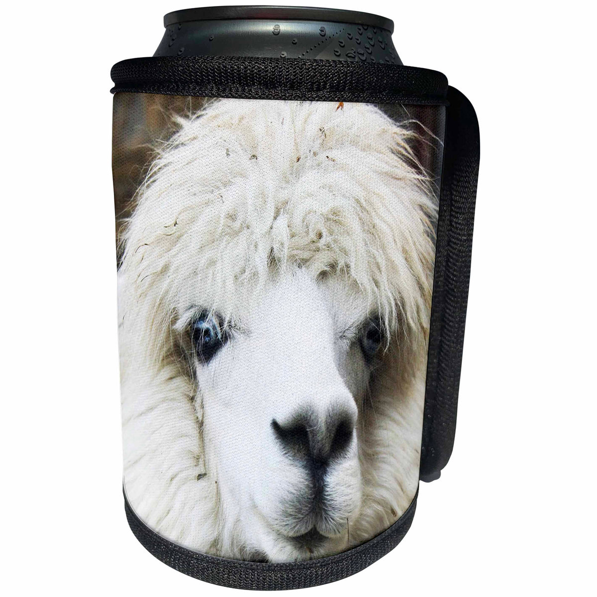 3dRose RinaPiro - Domestic Animals - Alpaca. Lama. South America. White. - Can Cooler Bottle Wrap (cc_253833)