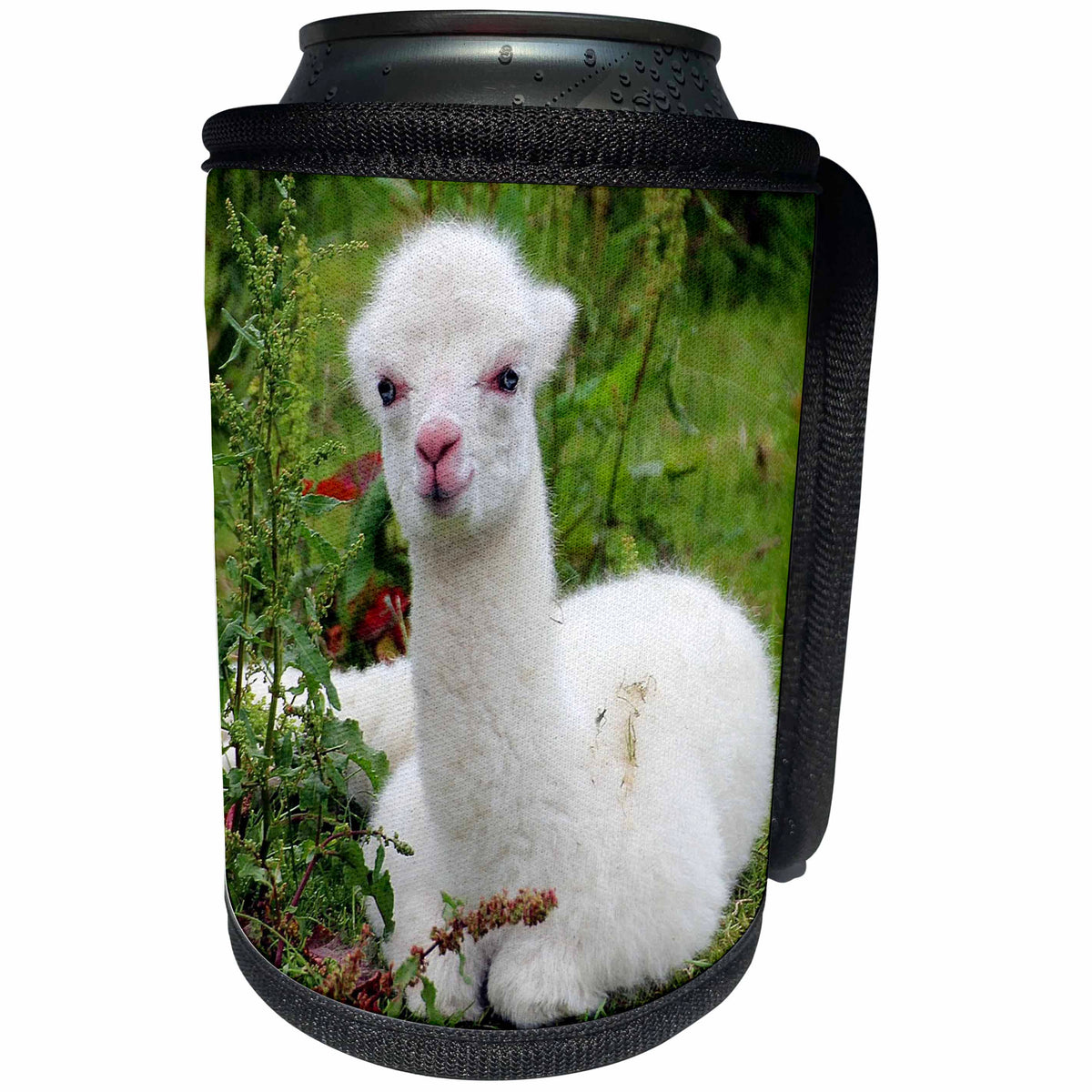 3dRose RinaPiro - Domestic Animals - Young Alpaca. Lama. South America. White. - Can Cooler Bottle Wrap (cc_253834)