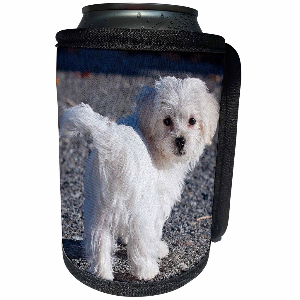 3dRose RinaPiro - Dogs - Maltese. Cute little puppy. - Can Cooler Bottle Wrap (cc_253835)