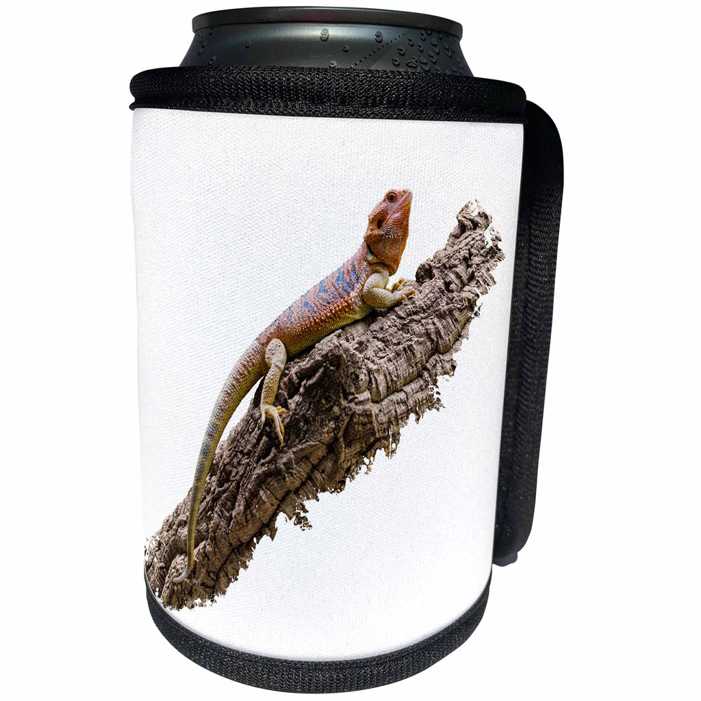 3dRose Carsten Reisinger - Photography - Central Bearded Dragon Lizard Reptile Pogona vitticeps on branch - Can Cooler Bottle Wrap (cc_254071)