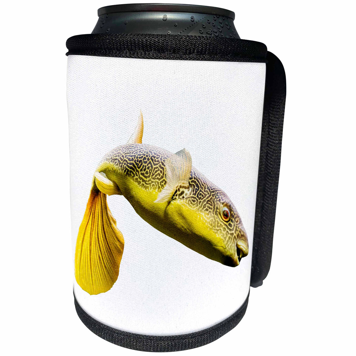 3dRose Carsten Reisinger - Photography - Giant Freshwater Puffer Fish Tetraodon Mbu Blowfish - Can Cooler Bottle Wrap (cc_254073)