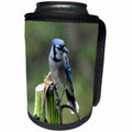 3dRose Beverly Turner Bird Photography - Beautiful Blue Jay on Broken Sunflower - Can Cooler Bottle Wrap (cc_254458)