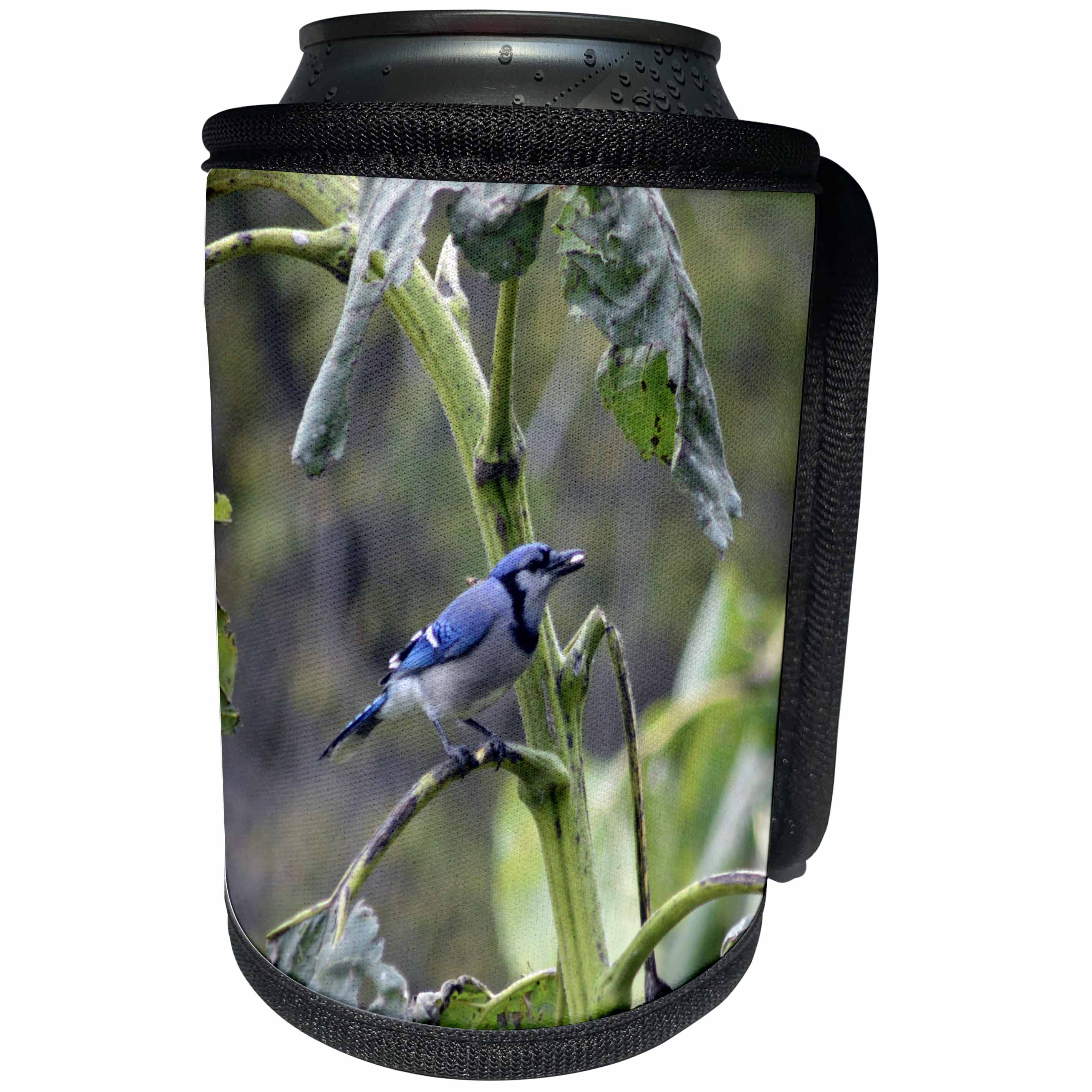 3dRose Beverly Turner Bird Photography - Blue Jay with Sunflower Seed About to Fly - Can Cooler Bottle Wrap (cc_254483)