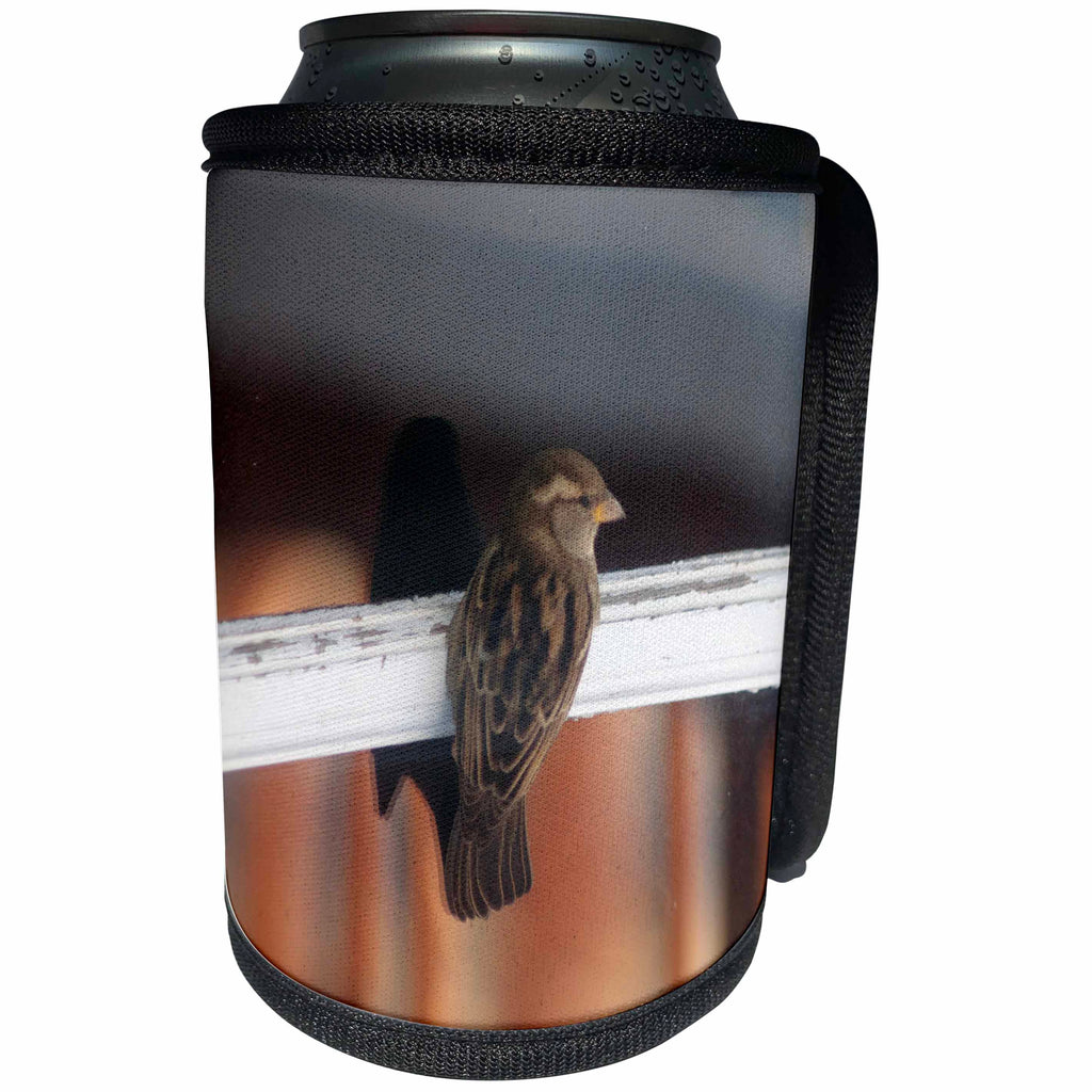 3dRose Beverly Turner Bird Photography - Sparrow on a Glass Window with Shadow of Little Bird - Can Cooler Bottle Wrap (cc_254498)
