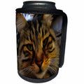 3dRose Taiche - Acrylic Painting - Tabby Cat - Curious Cat - Can Cooler Bottle Wrap (cc_255263)