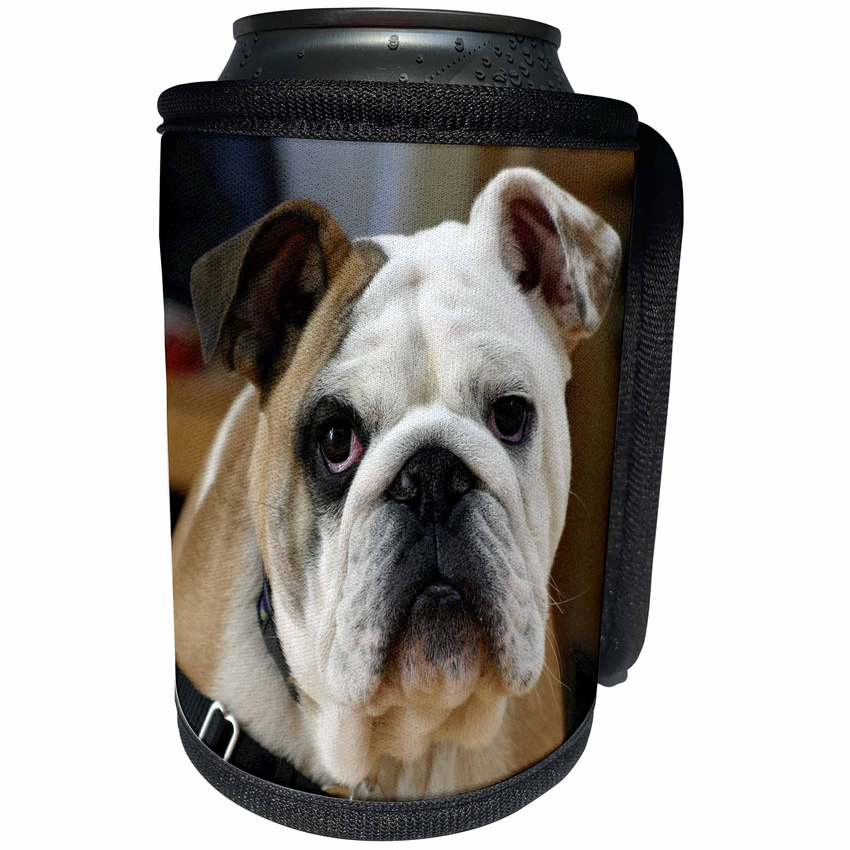 3dRose Dog English Bulldog - Image of English Bulldog Portrait - Can Cooler Bottle Wrap (cc_255369)