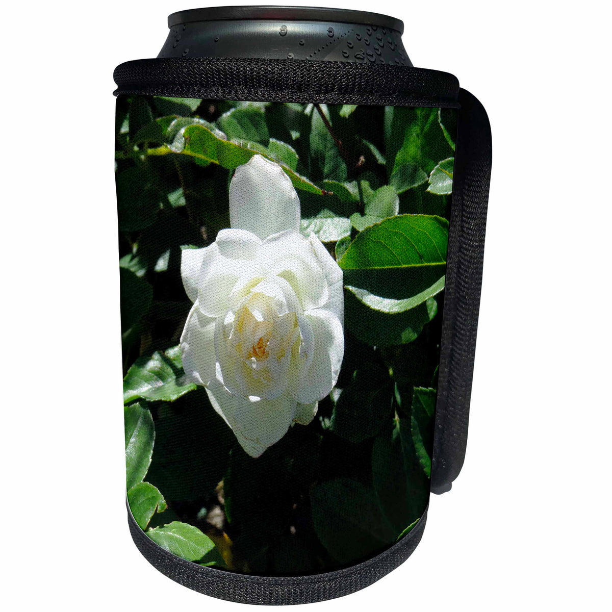3dRose Jos Fauxtographee- White Rose - A white rose on a bush of green standing out on her own - Can Cooler Bottle Wrap (cc_255923)