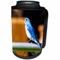 3dRose Jos Fauxtographee- Blue Bird - A sweet Blue Bird sitting on a fence of chain link in Pine Valley UT - Can Cooler Bottle Wrap (cc_255946)