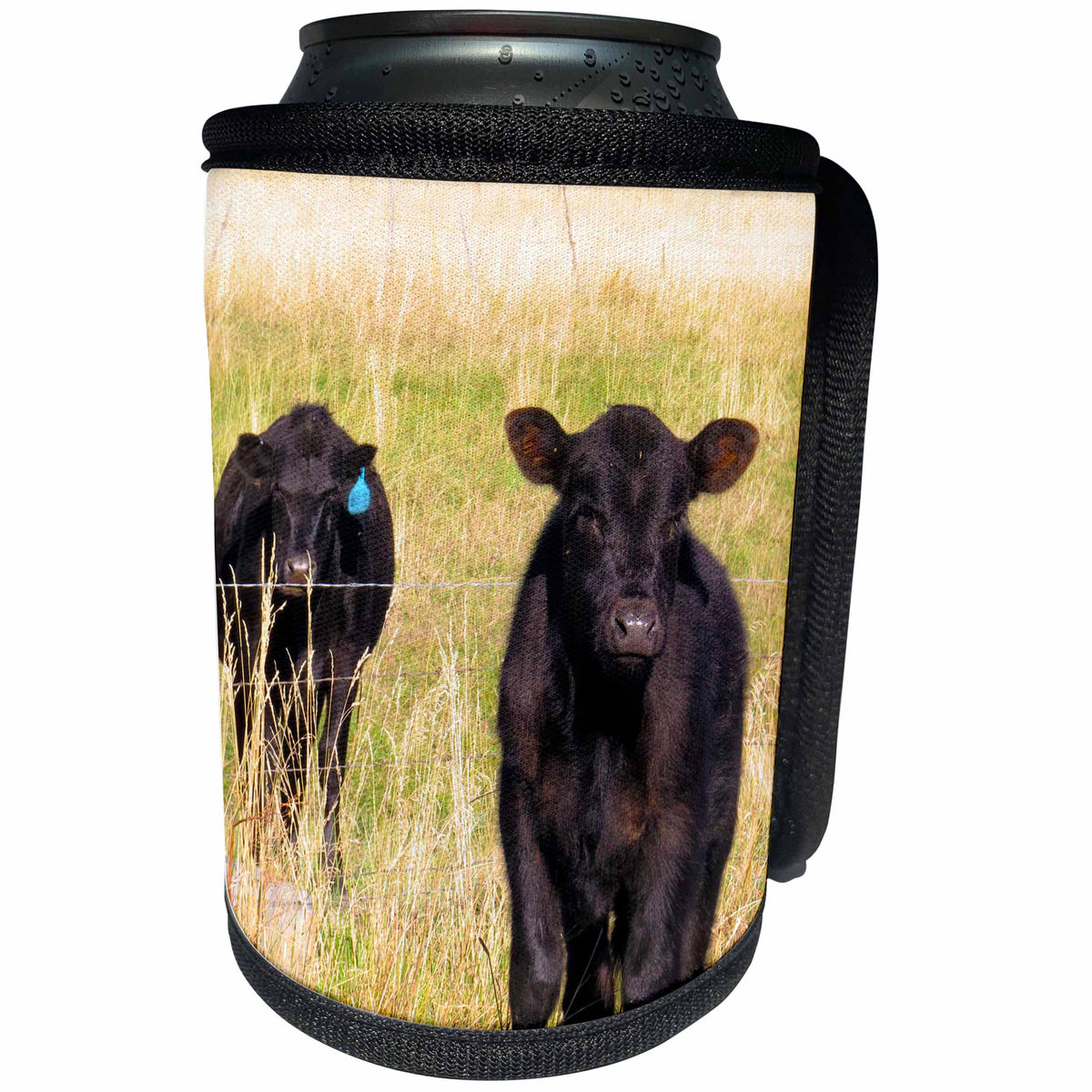 3dRose Jos Fauxtographee- Cows - Two Black cows in a meadow being utterly tickled - Can Cooler Bottle Wrap (cc_255966)