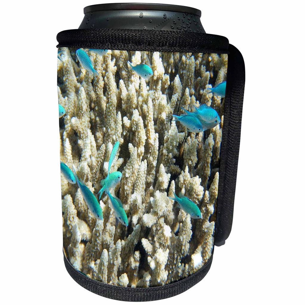 3dRose Sea Life Aqua Fish - Image of Aqua Fish On Ivory Coral Underwater - Can Cooler Bottle Wrap (cc_256302)
