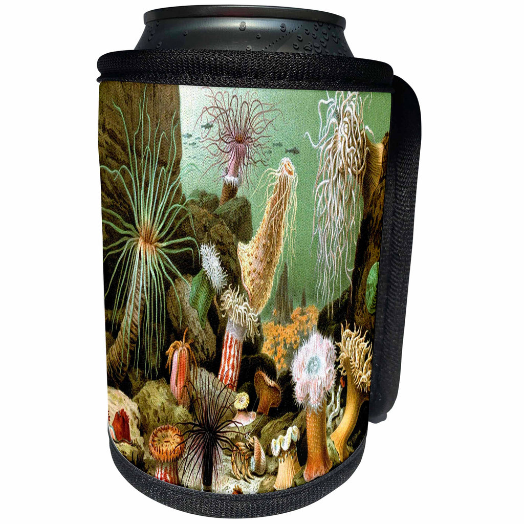 3dRose Sea Life Vintage - Image of Vintage Painting Of Sea life And Urchins - Can Cooler Bottle Wrap (cc_256311)