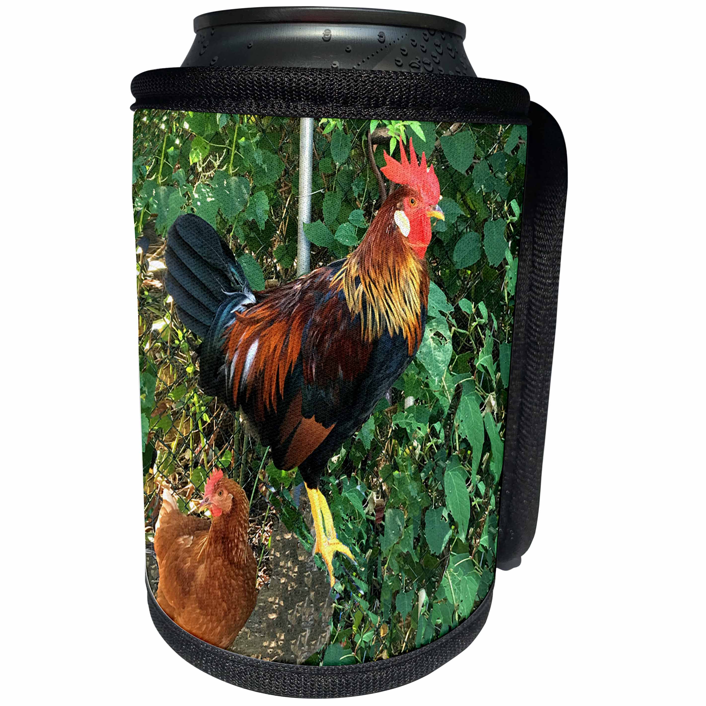3dRose BrooklynMeme Farm Animals - Ameraucana Rooster - Can Cooler Bottle Wrap (cc_256642)