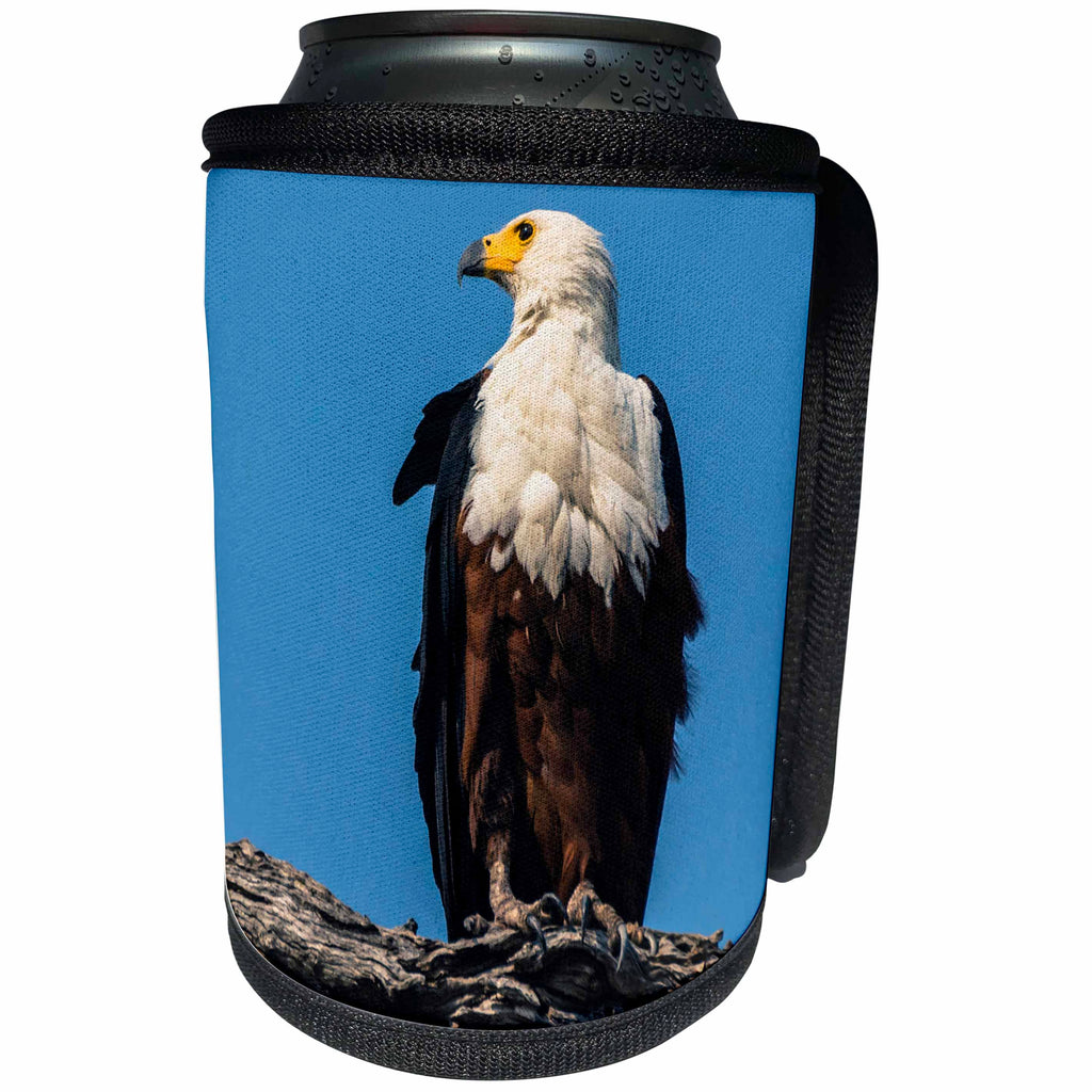 3dRose Danita Delimont - Birds of Prey - Botswana. African fish eagle looks out for a meal. - Can Cooler Bottle Wrap (cc_256827)