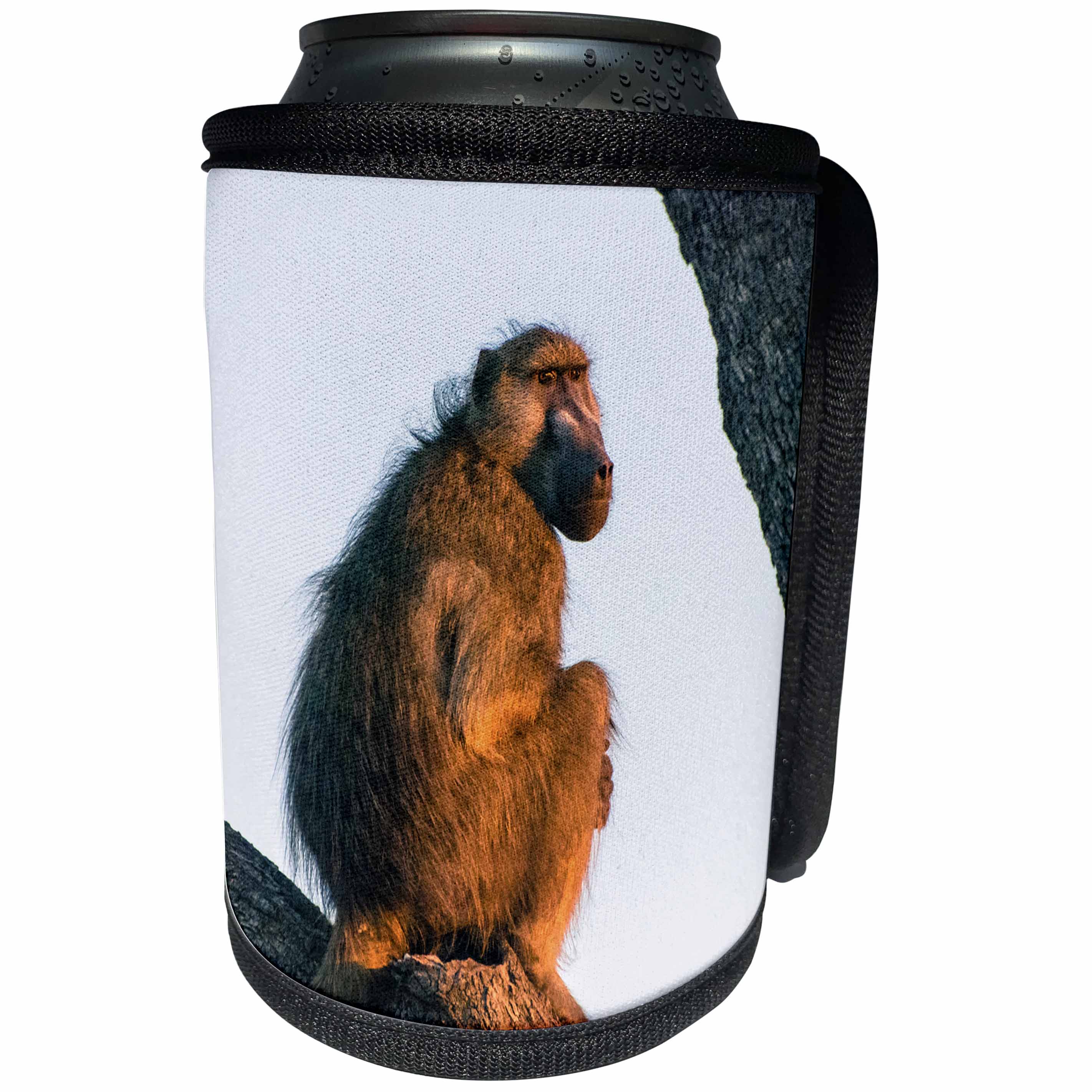 3dRose Danita Delimont - Primates - Botswana. Okavango Delta. Khwai concession. Chacma baboon at sunrise. - Can Cooler Bottle Wrap (cc_256839)
