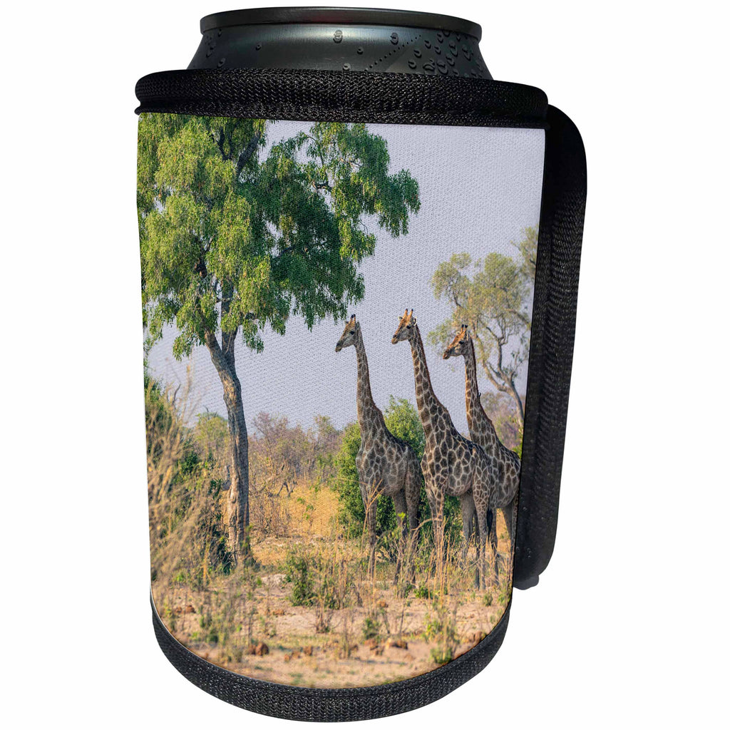 3dRose Danita Delimont - Giraffes - Botswana. Savuti. Giraffes watching a hidden lion. - Can Cooler Bottle Wrap (cc_256853)