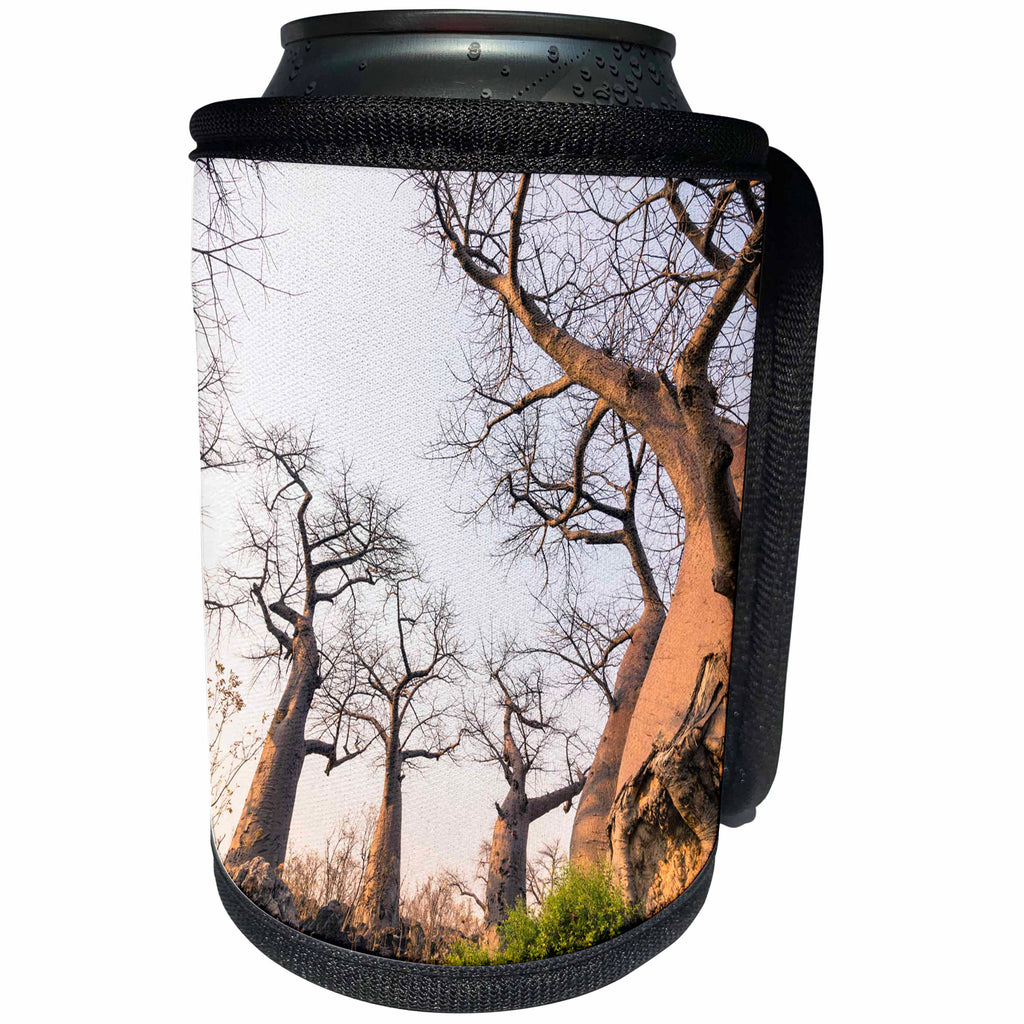 3dRose Danita Delimont - Trees - Botswana. Savuti. Baobab trees with gnarled branches. - Can Cooler Bottle Wrap (cc_256856)