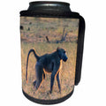 3dRose Danita Delimont - Primates - Botswana. Okavango Delta. Khwai Concession. Chacma baboon. - Can Cooler Bottle Wrap (cc_256869)