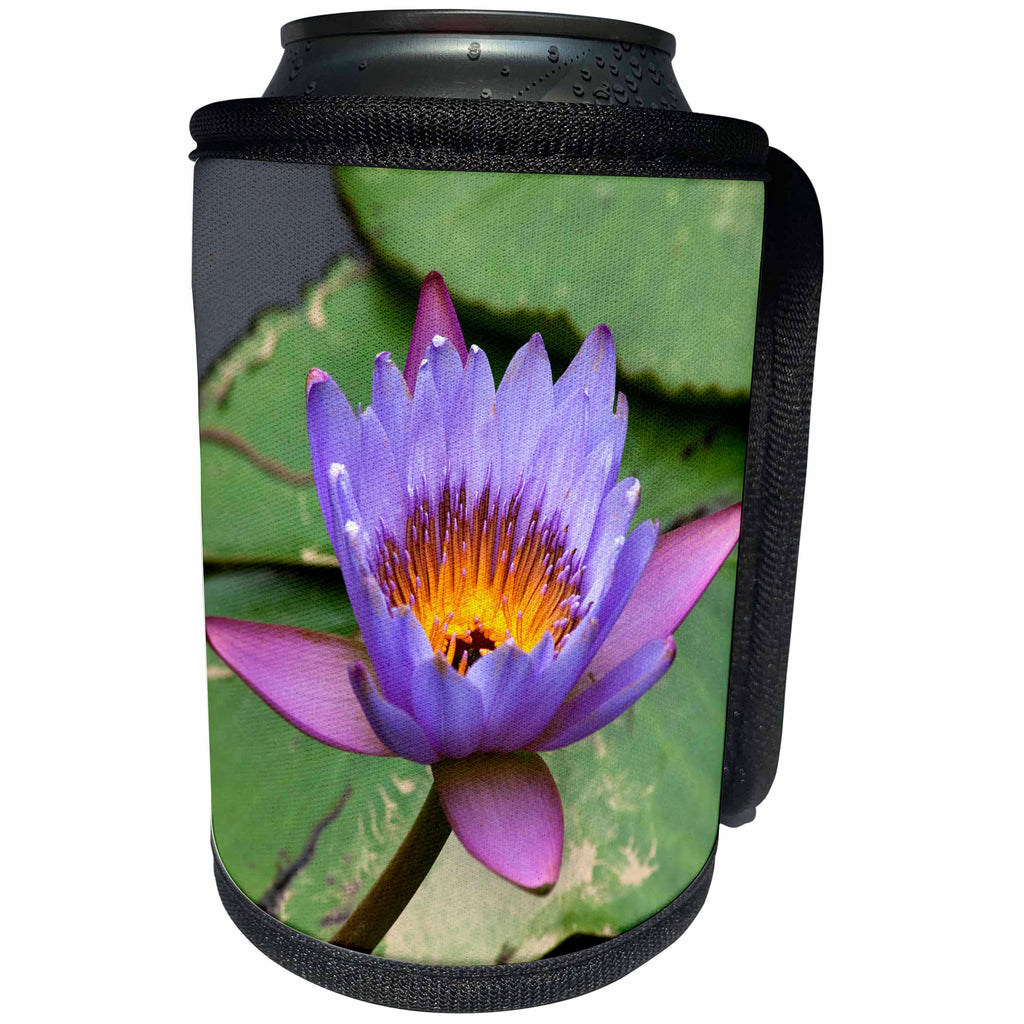 3dRose Danita Delimont - Flowers - Blue Yellow Water Lily Flowers and Pads, Close-up, Macro - Can Cooler Bottle Wrap (cc_257092)