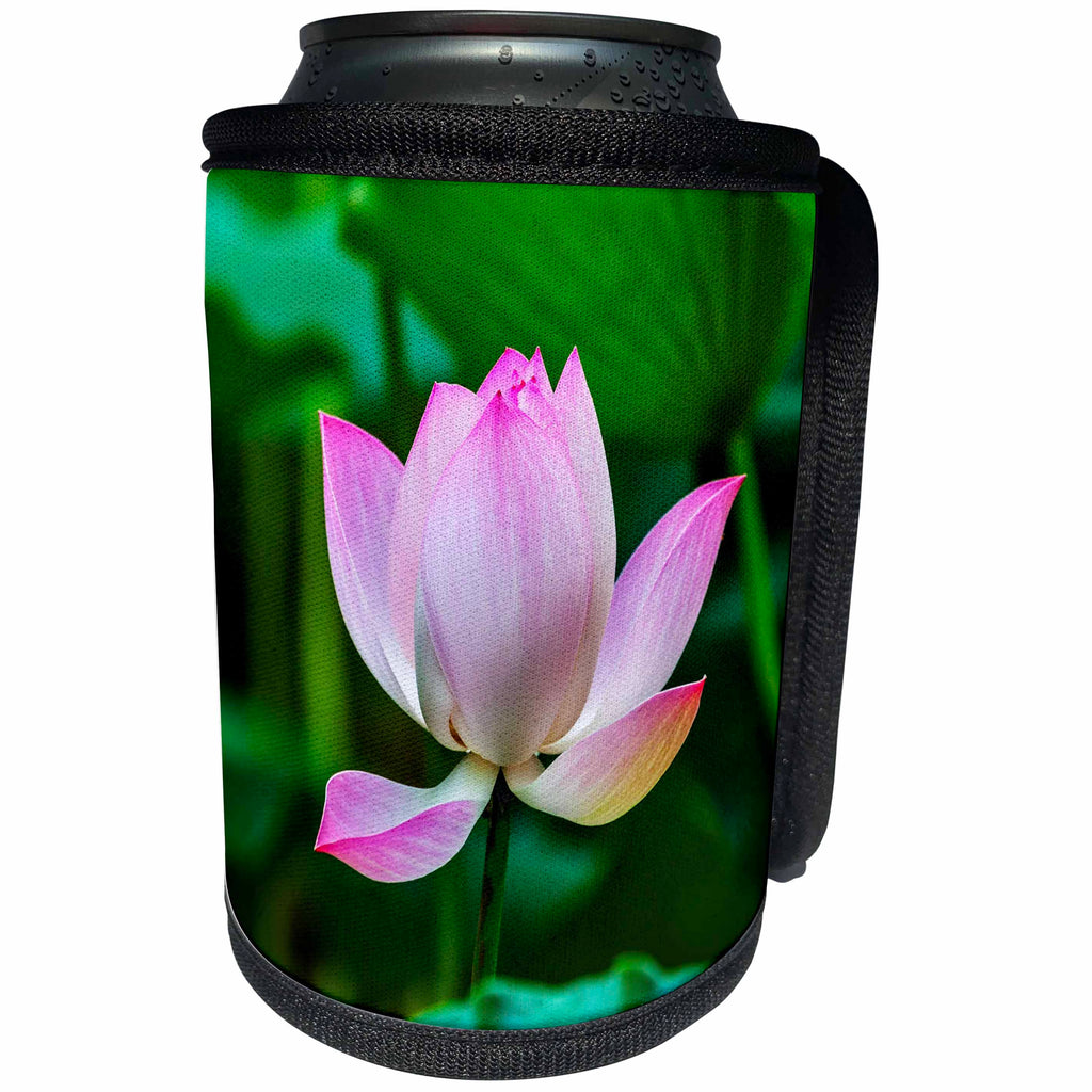 3dRose Danita Delimont - Flowers - Pink Lotus Blooming in Lotus Pond, Temple of the Sun, Beijing, China - Can Cooler Bottle Wrap (cc_257127)