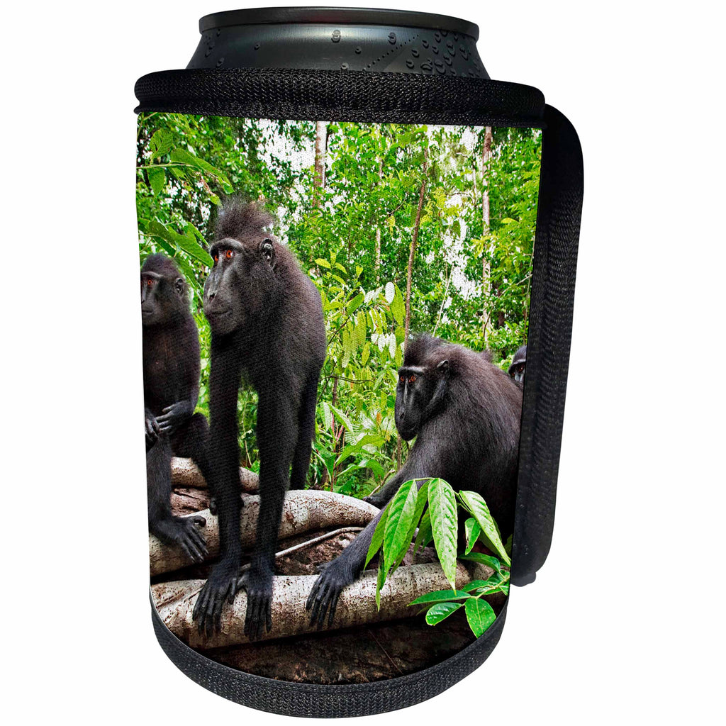 3dRose Danita Delimont - Primates - Indonesia, Sulawesi. Crested black macaque troop at rest in rainforest - Can Cooler Bottle Wrap (cc_257192)