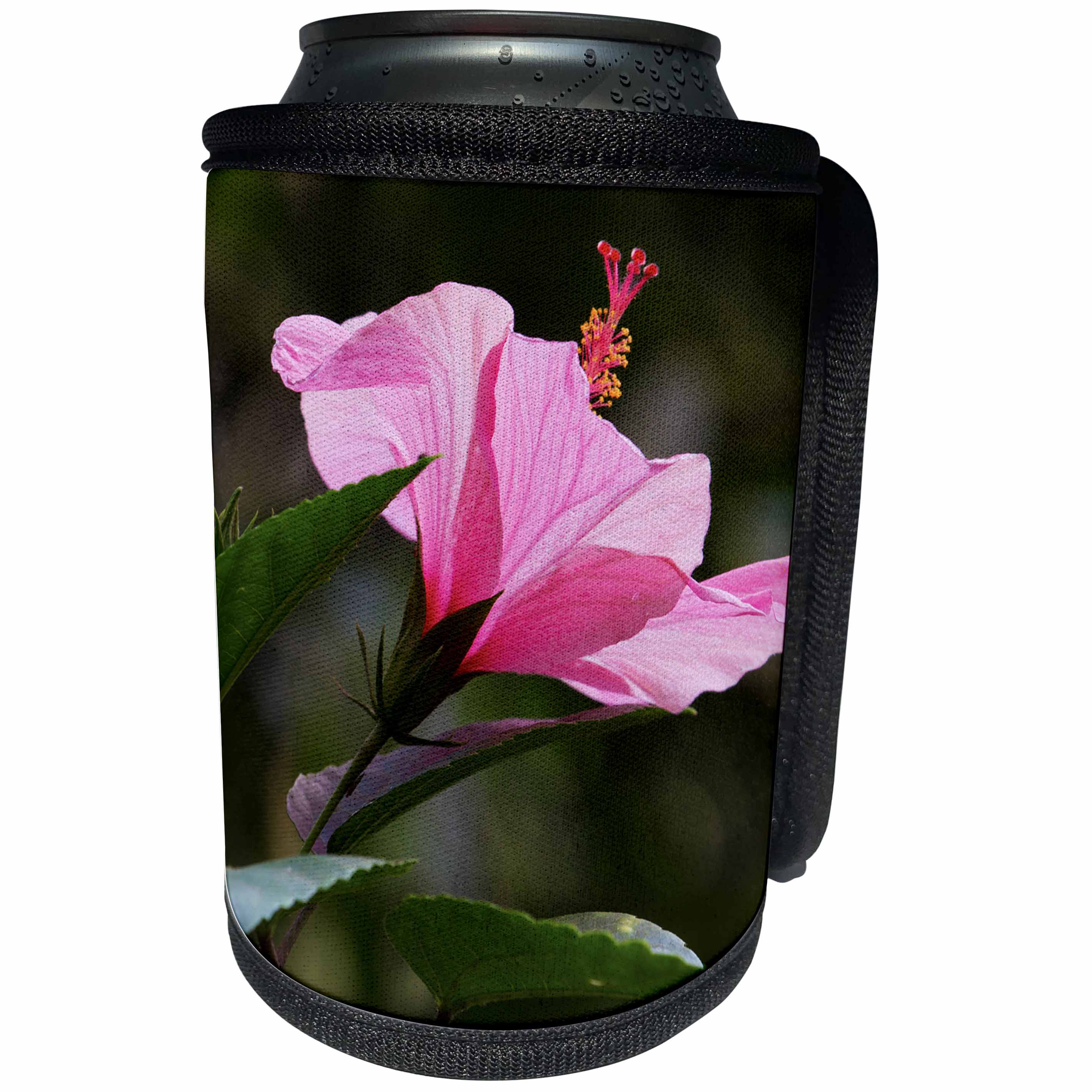 3dRose Danita Delimont - Flowers - Pink hibiscus flower, Asa Wright Nature Area, Trinidad and Tobago - Can Cooler Bottle Wrap (cc_257406)