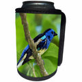 3dRose Danita Delimont - Birds - Turquoise Tanager - Can Cooler Bottle Wrap (cc_257424)