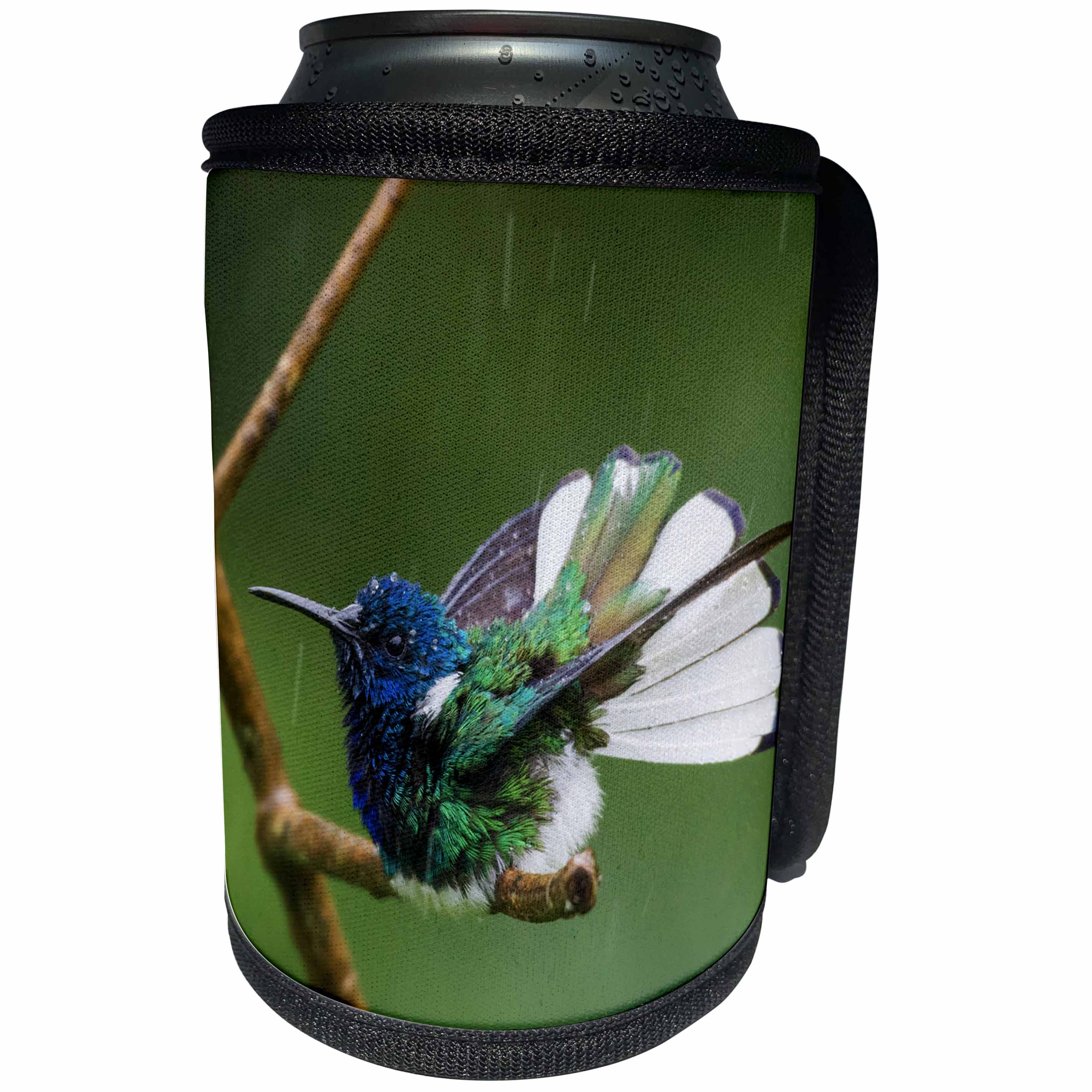 3dRose Danita Delimont - Hummingbirds - White-necked Jacobin Bathing - Can Cooler Bottle Wrap (cc_257425)