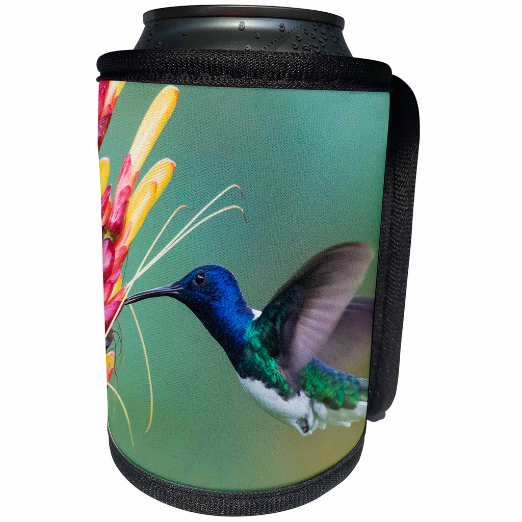 3dRose Danita Delimont - Hummingbirds - White-necked Jacobin drinking nectar - Can Cooler Bottle Wrap (cc_257426)