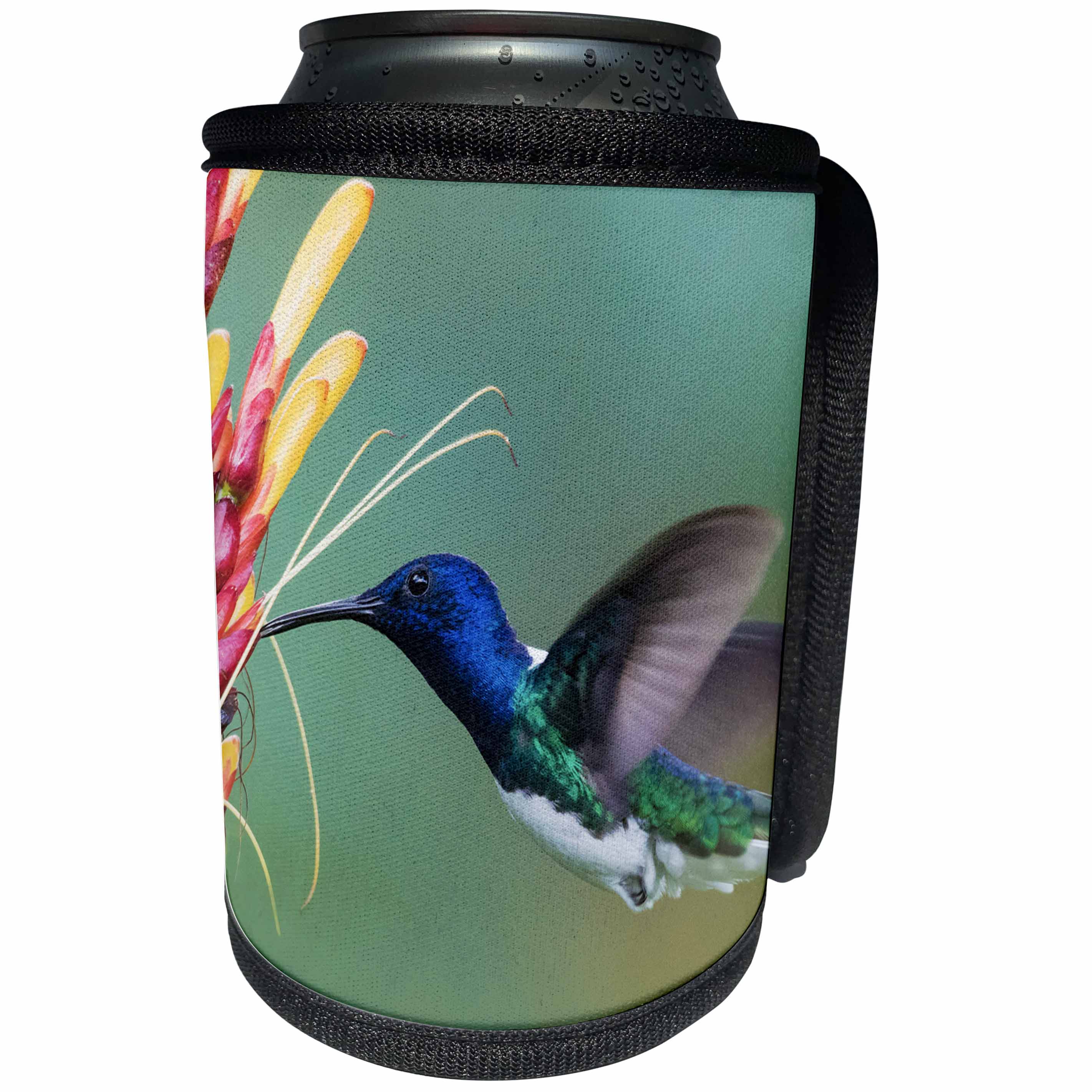 3dRose Danita Delimont - Hummingbirds - White-necked Jacobin drinking nectar - Can Cooler Bottle Wrap (cc_257426)