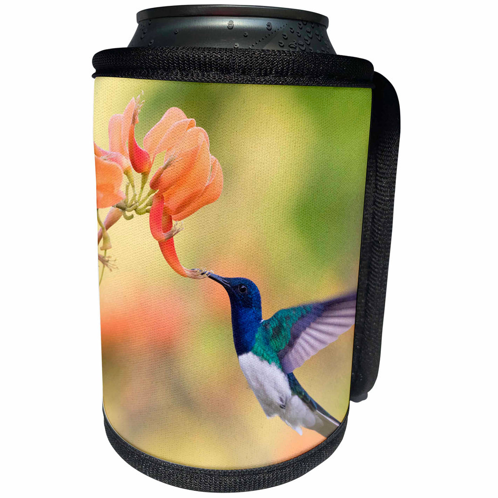3dRose Danita Delimont - Hummingbirds - White-necked Jacobin flying - Can Cooler Bottle Wrap (cc_257427)