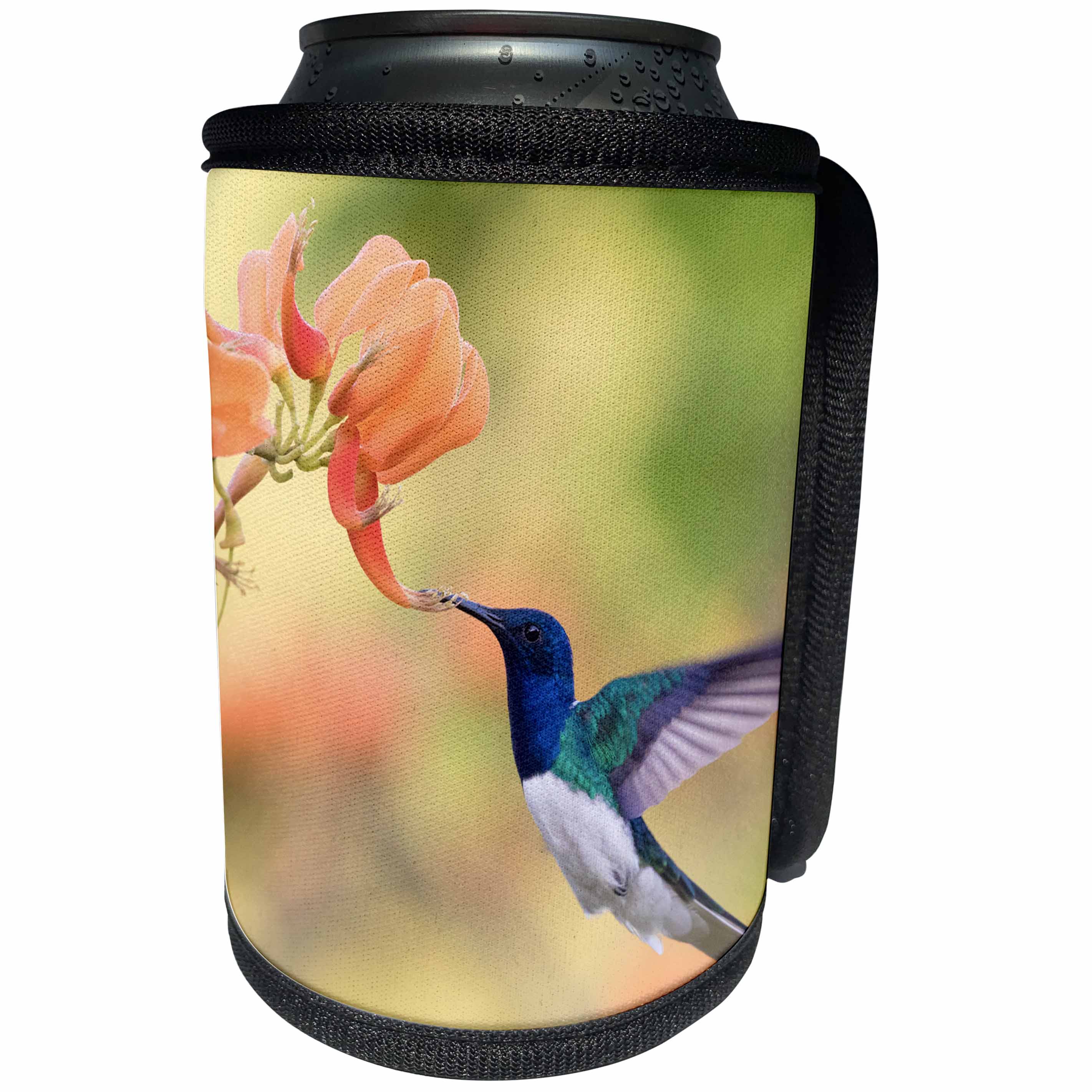 3dRose Danita Delimont - Hummingbirds - White-necked Jacobin flying - Can Cooler Bottle Wrap (cc_257427)