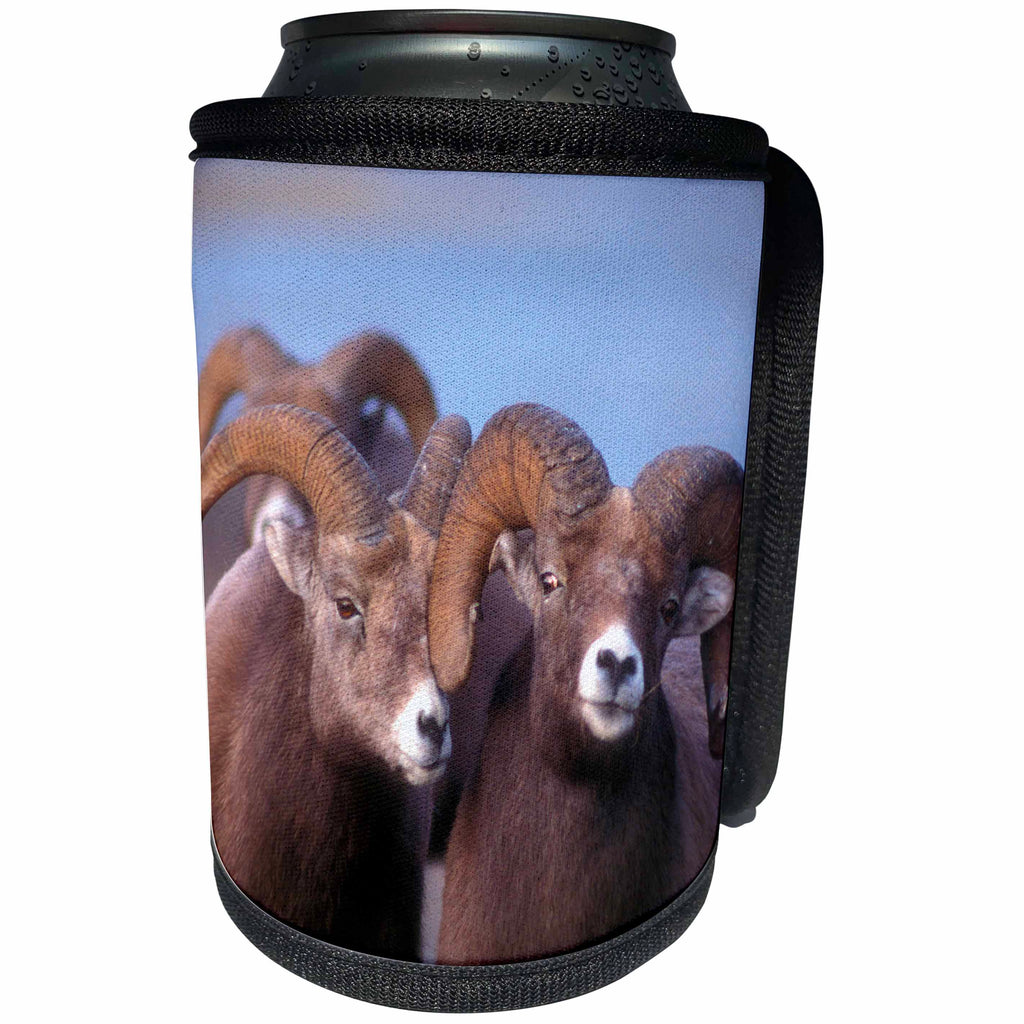 3dRose Danita Delimont - Sheep - Two bighorn sheep look directly at camera in this close-up photograph - Can Cooler Bottle Wrap (cc_257432)
