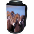 3dRose Danita Delimont - Sheep - Two bighorn sheep look directly at camera in this close-up photograph - Can Cooler Bottle Wrap (cc_257432)