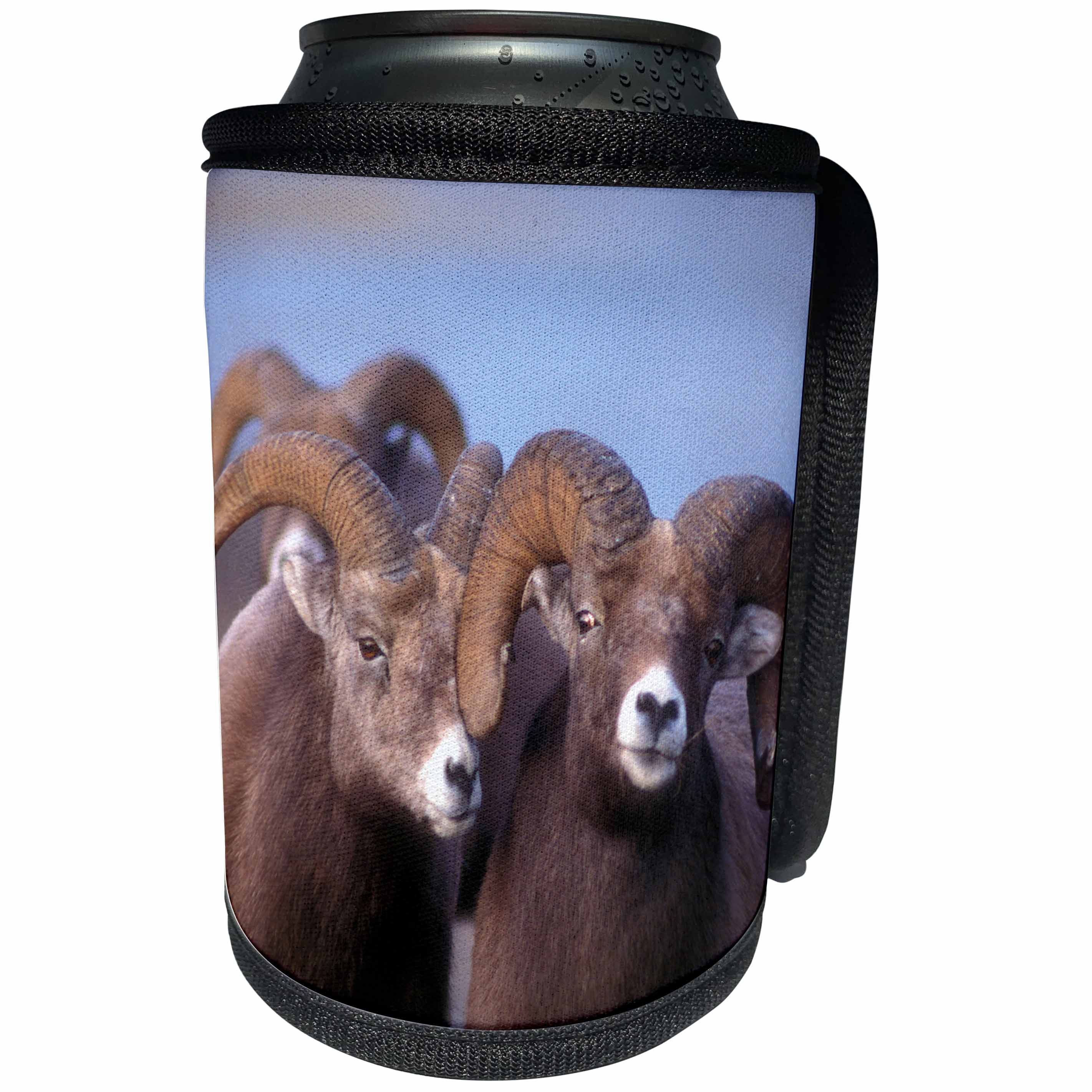 3dRose Danita Delimont - Sheep - Two bighorn sheep look directly at camera in this close-up photograph - Can Cooler Bottle Wrap (cc_257432)