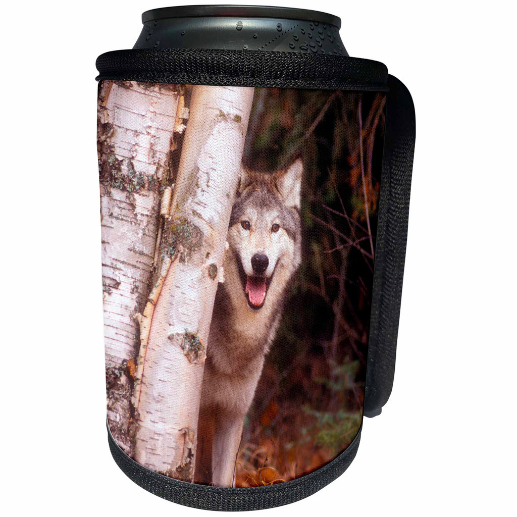 3dRose Danita Delimont - Wolves - Gray wolf in a forest - Can Cooler Bottle Wrap (cc_257433)